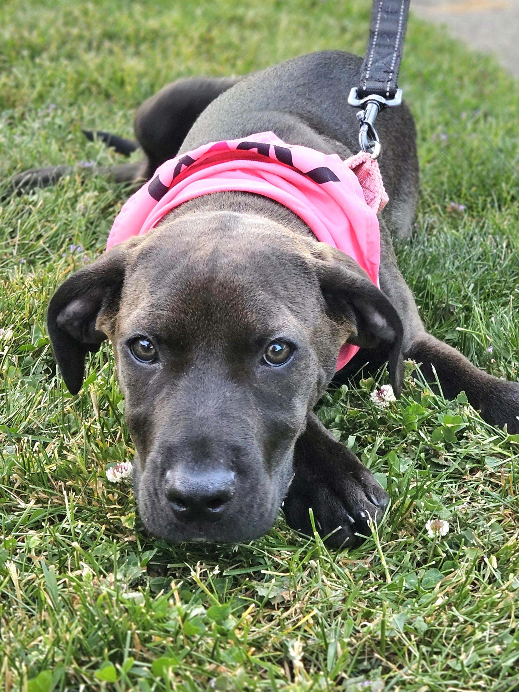 Enlarge JOY 425, an adopted mixed breed in Milwaukee, WI image 6/6