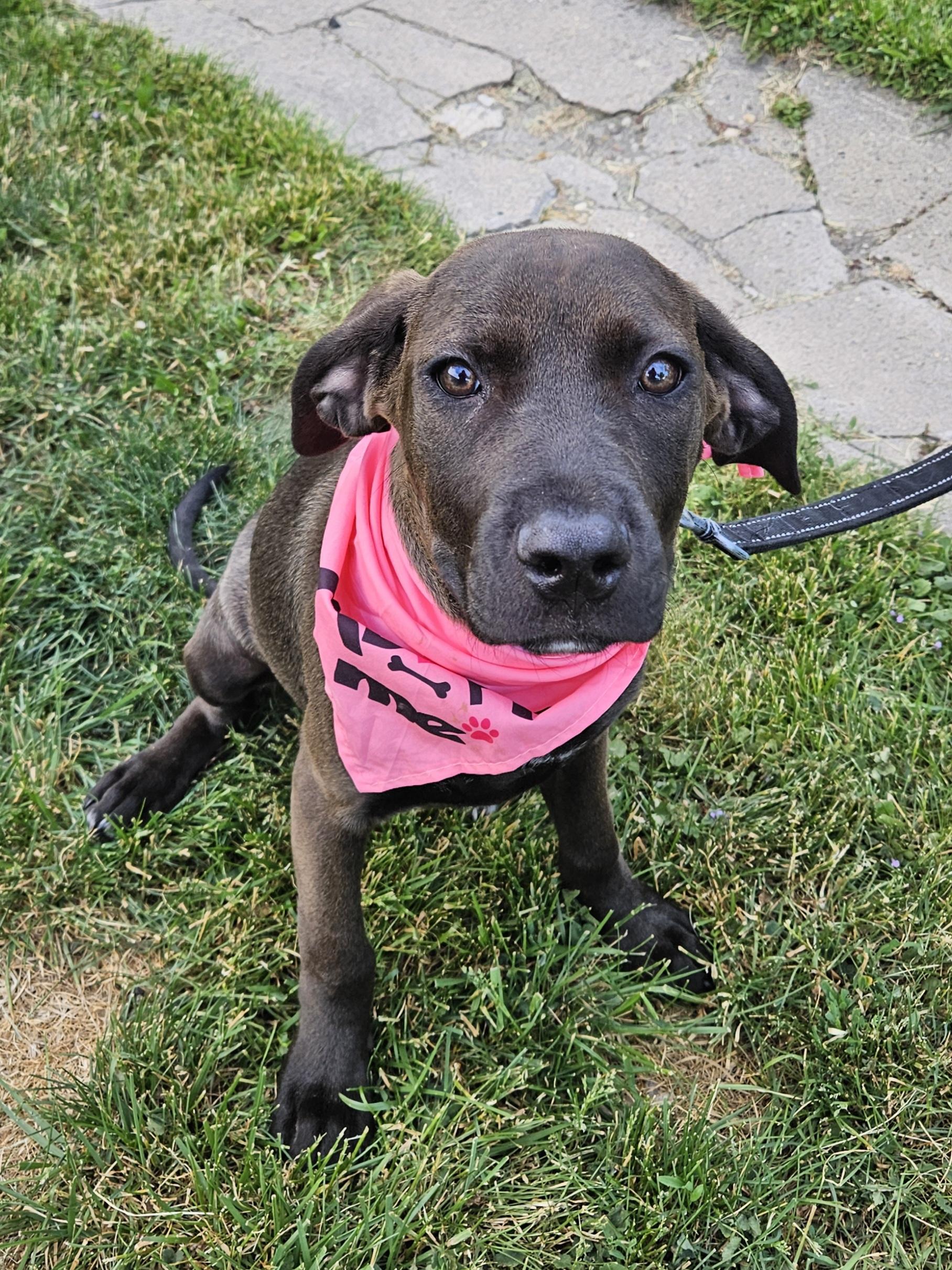 Enlarge JOY 425, an adopted mixed breed in Milwaukee, WI image 3/6
