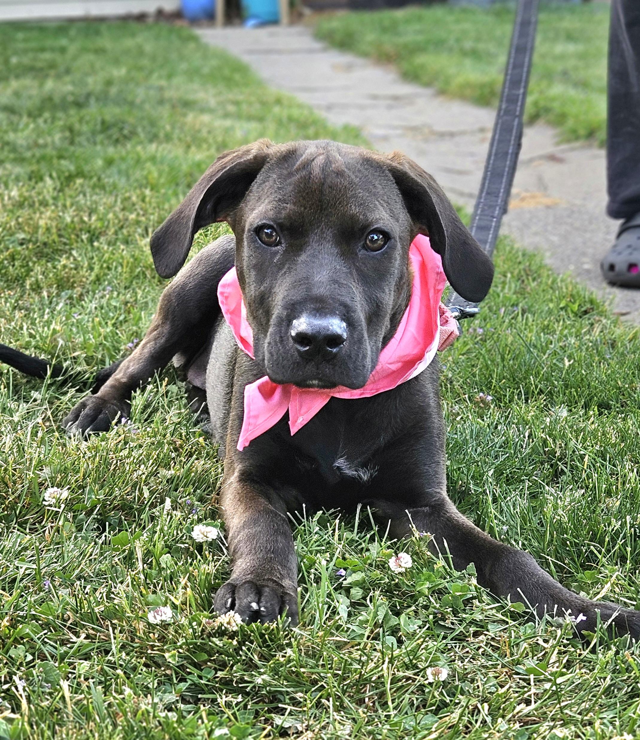 Enlarge JOY 425, an adopted mixed breed in Milwaukee, WI image 4/6