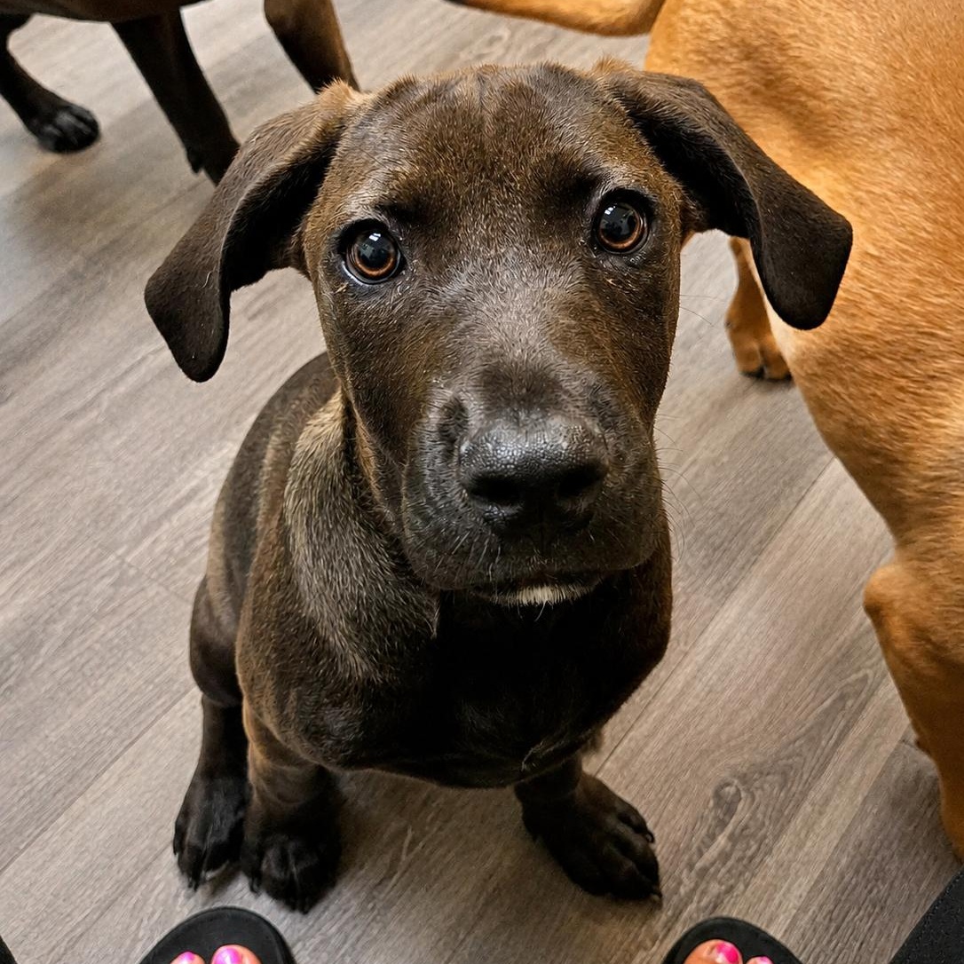 Enlarge JOY 425, an adopted mixed breed in Milwaukee, WI image 2/6