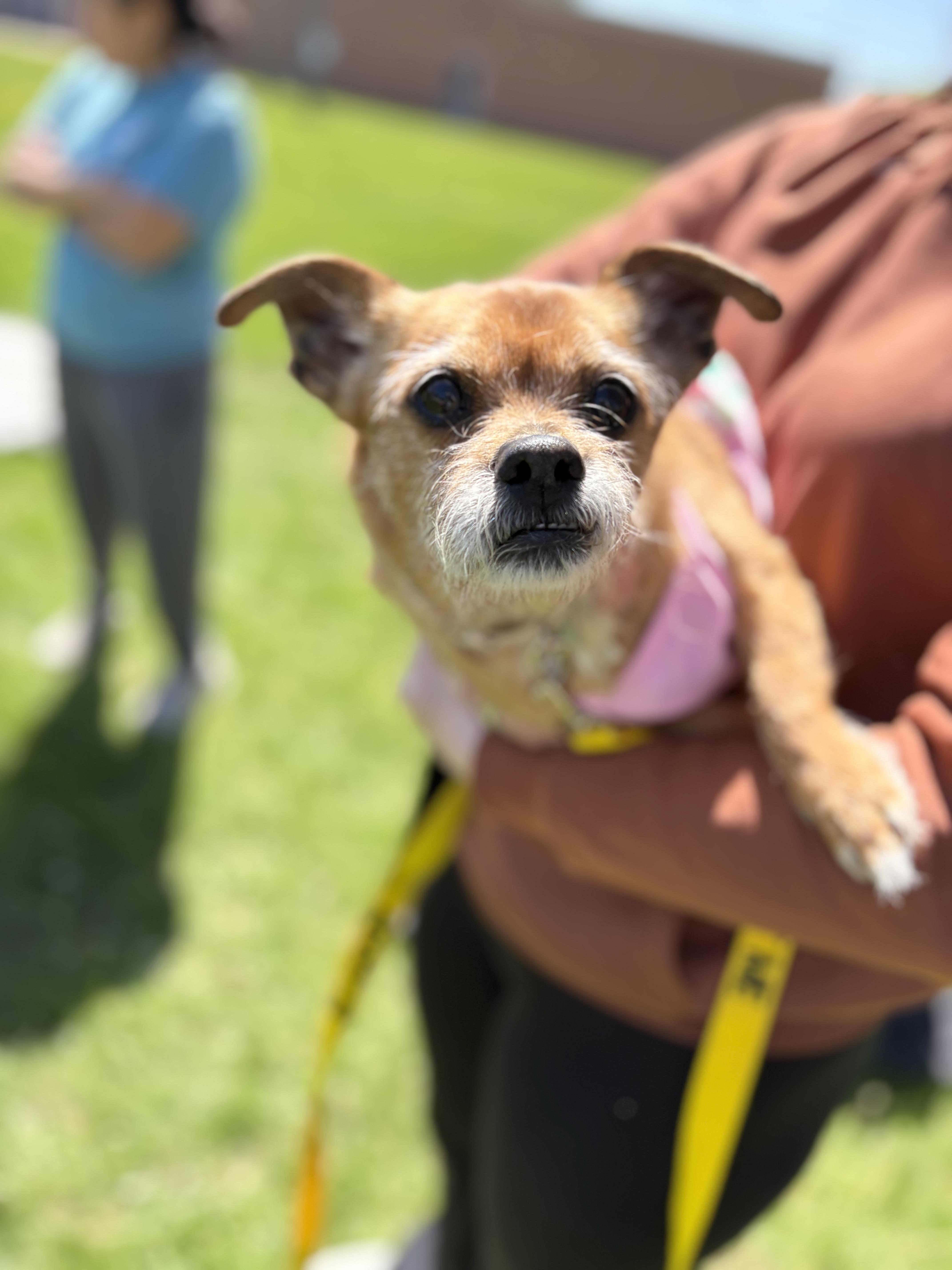 Helga, a Adoptable mixed breed in Oswego, IL image 1/5
