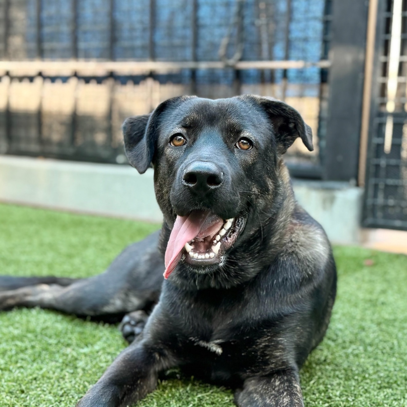 Shirley, a Adoptable Shepherd in Ferndale, WA image 1/3
