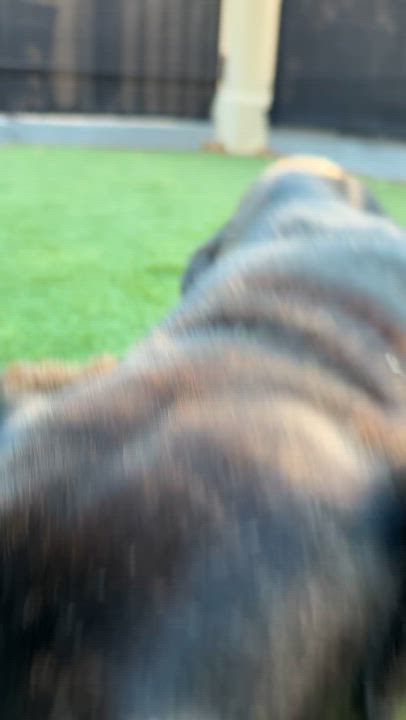 Enlarge Shirley, a Adoptable Shepherd in Ferndale, WA video 2/3