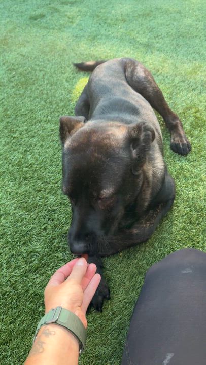 Enlarge Shirley, a Adoptable Shepherd in Ferndale, WA video 3/3