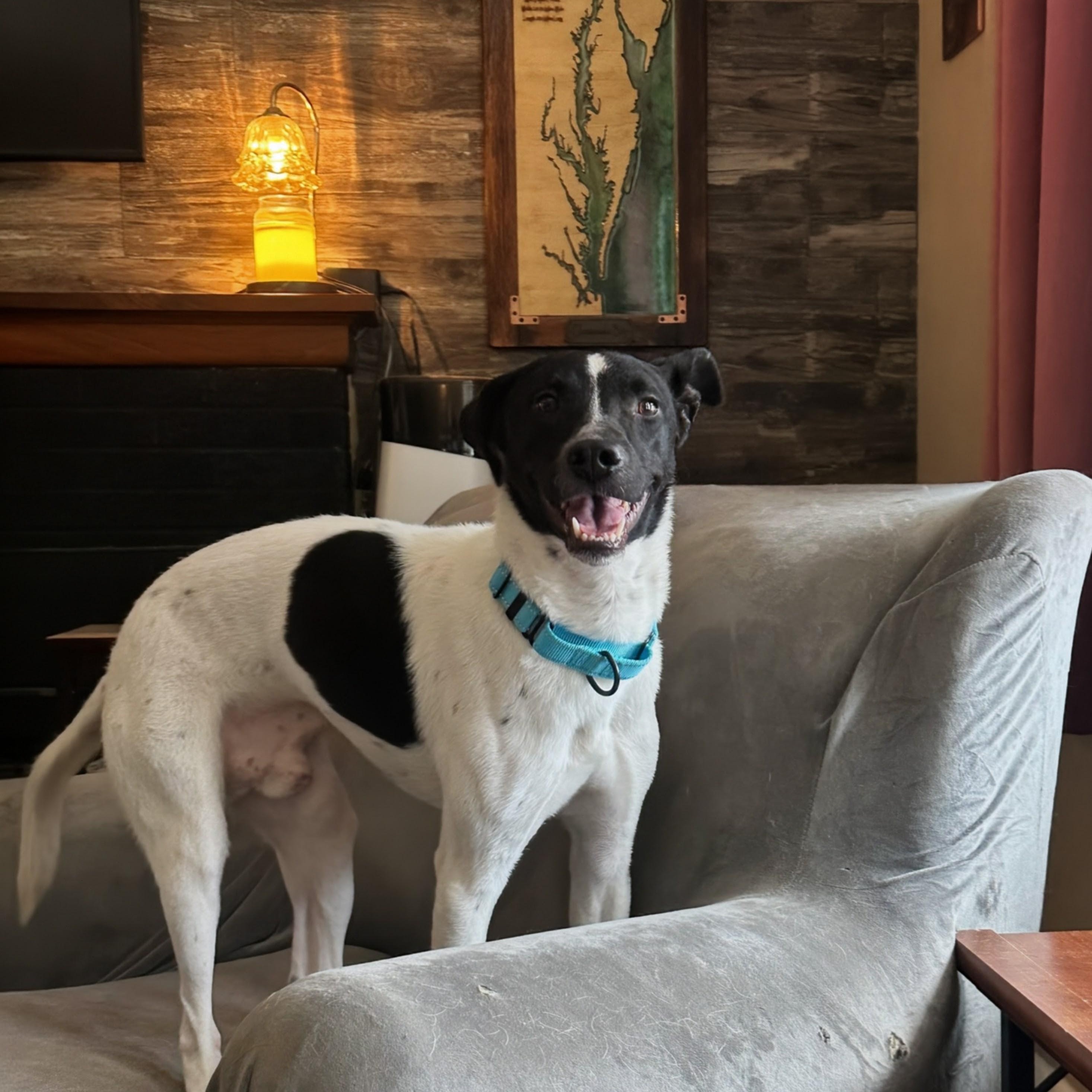 Bentley, a ADOPTABLE mixed breed in Baldwin, MD image 3/6