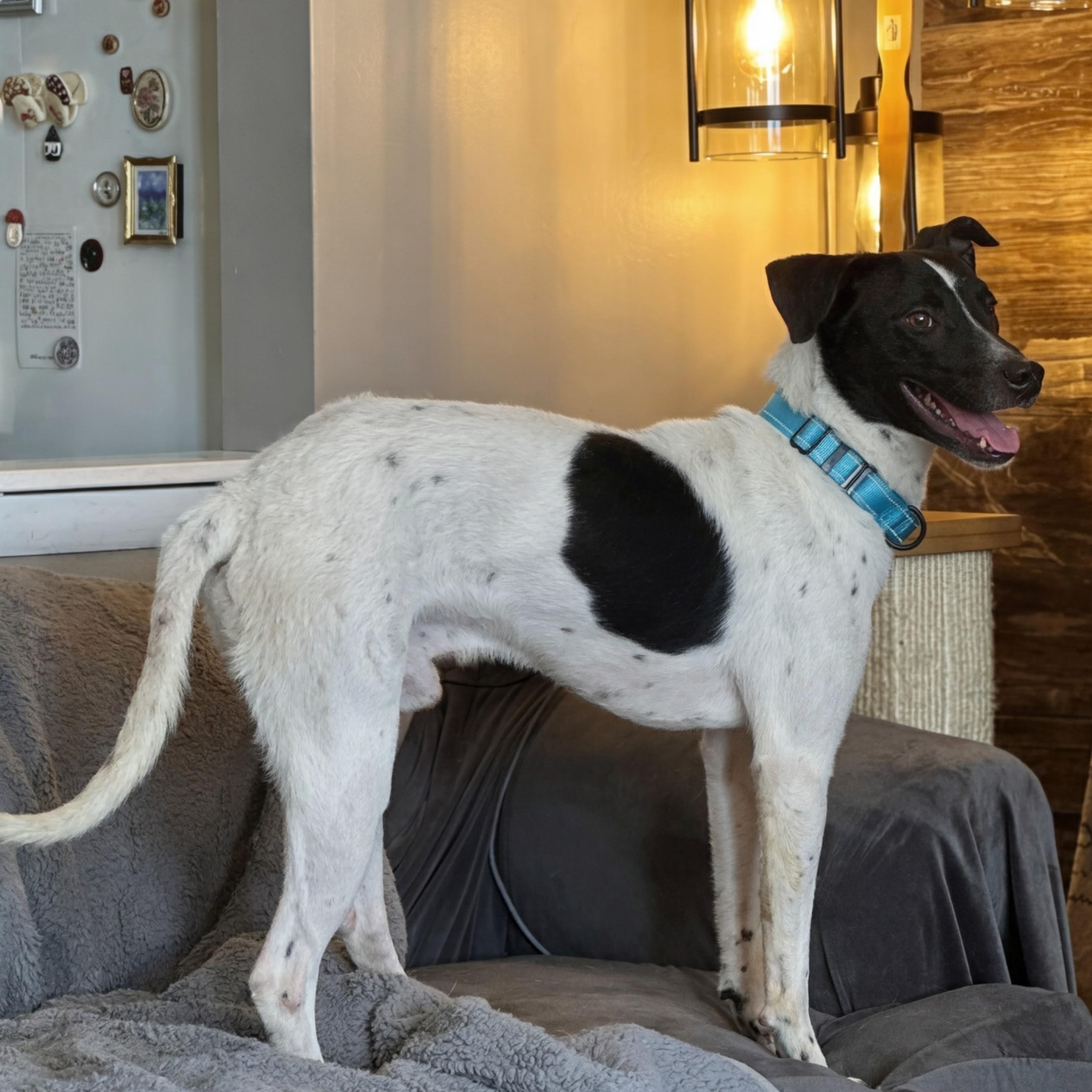 Bentley, a ADOPTABLE mixed breed in Baldwin, MD image 5/6