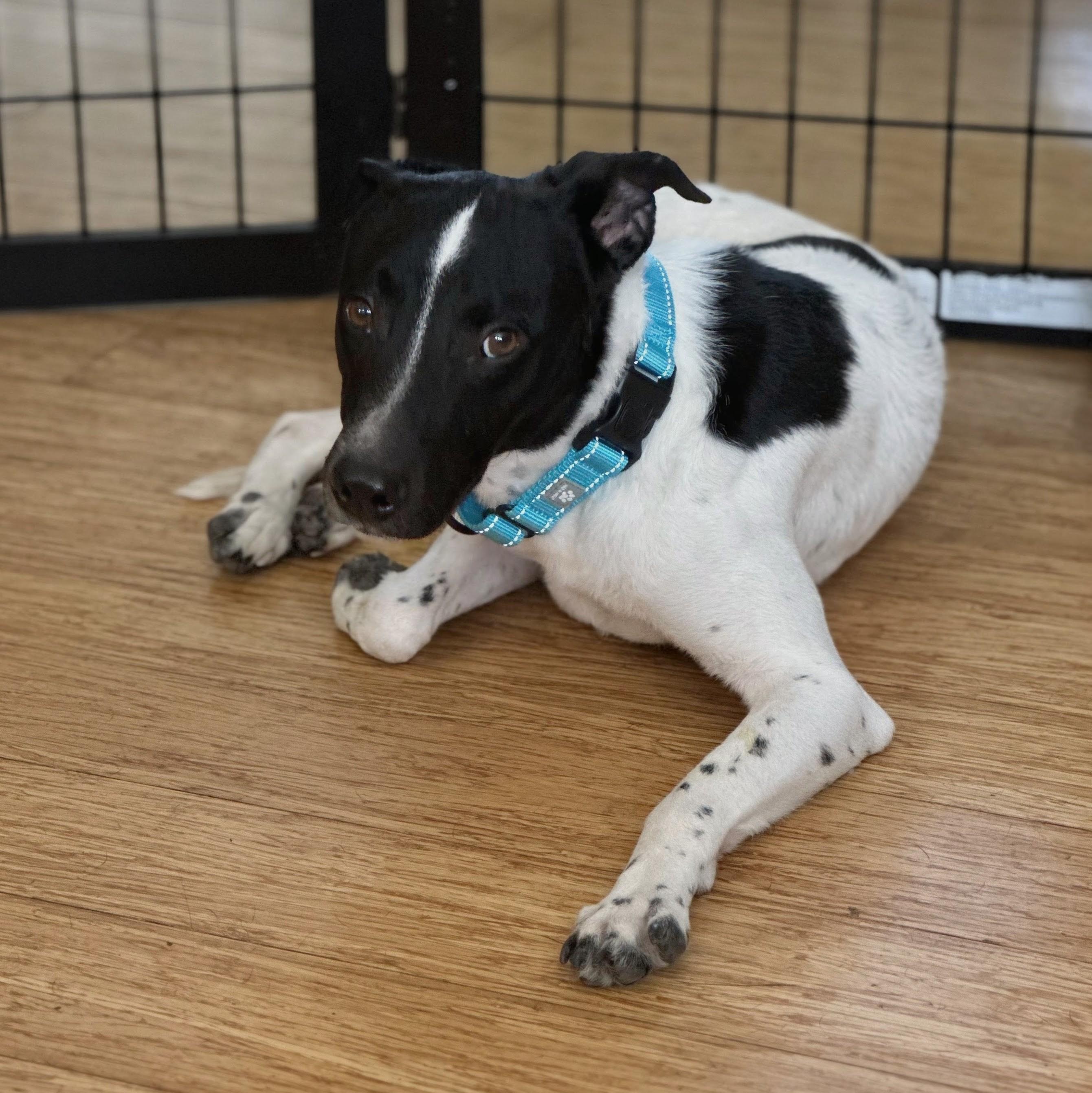 Bentley, a ADOPTABLE mixed breed in Baldwin, MD image 6/6