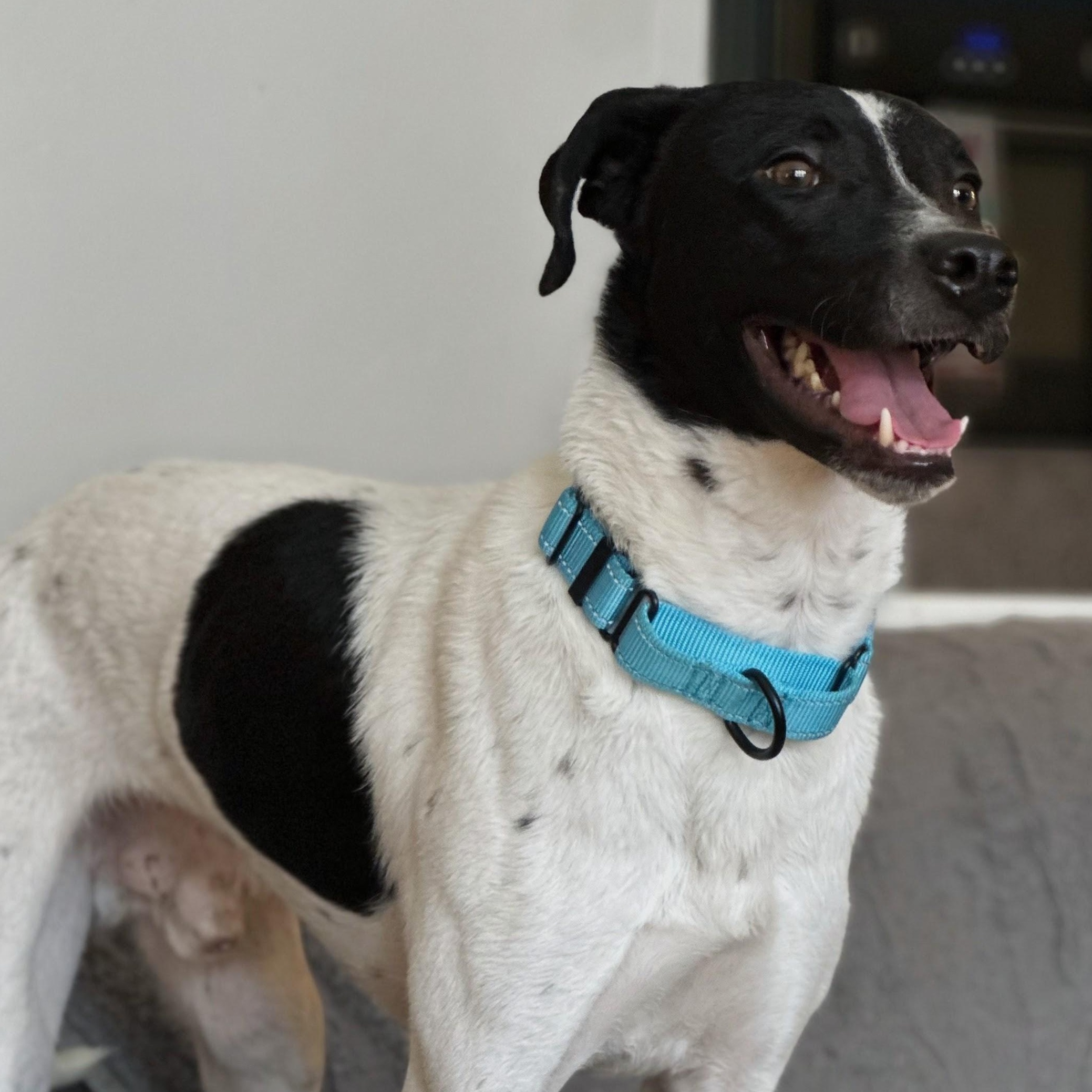 Bentley, ADOPTABLE, Young Male Terrier.