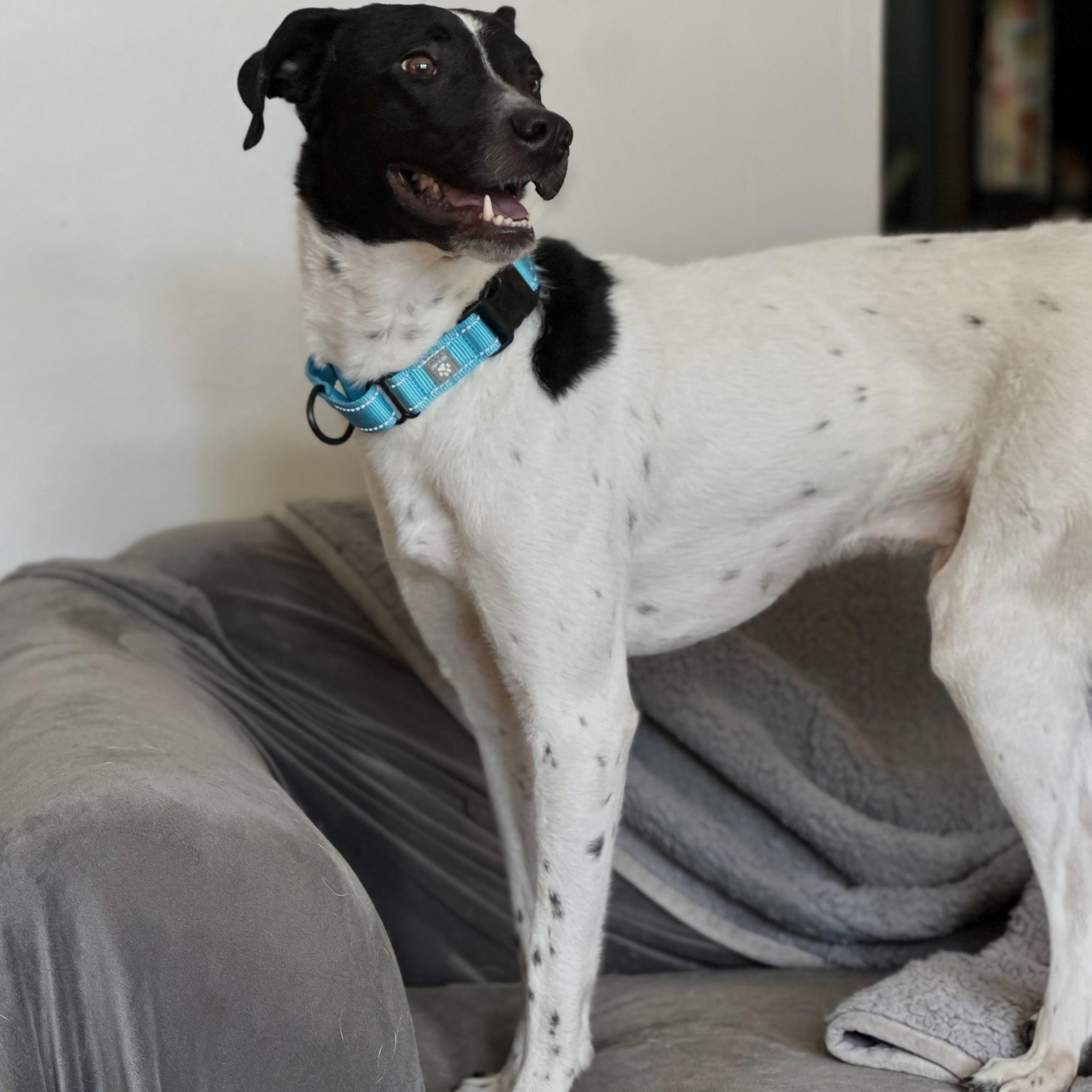 Bentley, a ADOPTABLE mixed breed in Baldwin, MD image 2/6