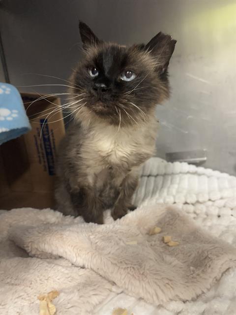 BABUSHKA, Adoptable, Adult Female Domestic Long Hair.