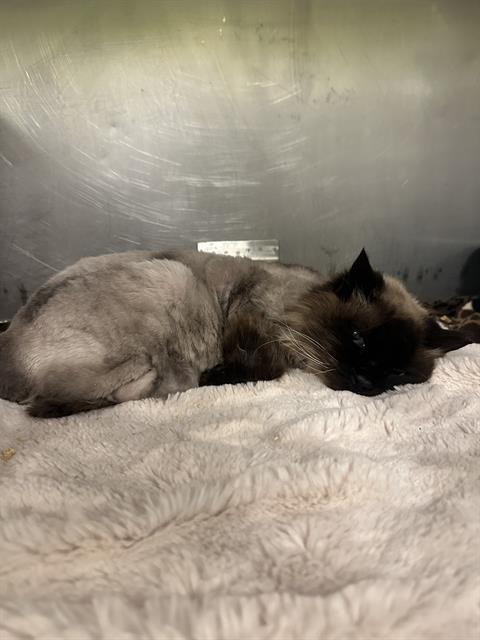 Enlarge BABUSHKA, a Adoptable Domestic Long Hair in West Valley City, UT image 1/1