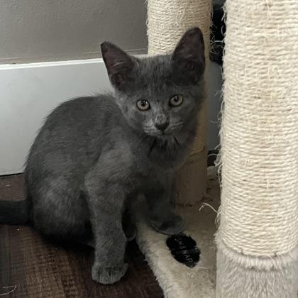 Charmander, Adoptable, Kitten Female Domestic Short Hair.