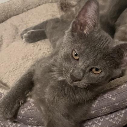 Enlarge Charmander, a Adoptable mixed breed in Dubuque, IA image 3/3
