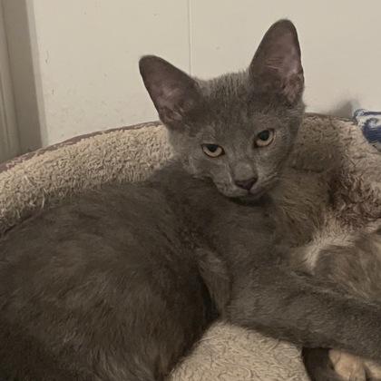 Enlarge Charmander, a Adoptable mixed breed in Dubuque, IA image 2/3
