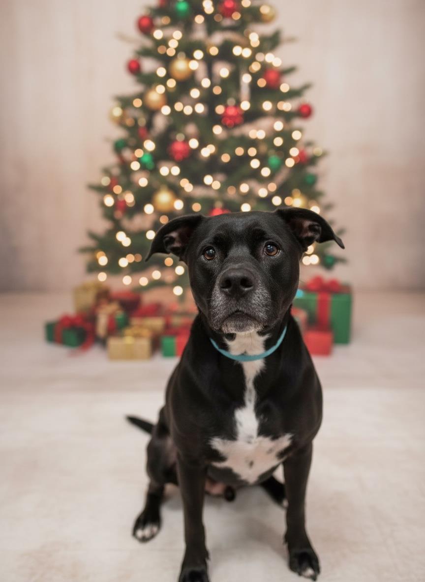 MYRTLE, Adoptable, Senior Female Pit Bull Terrier.