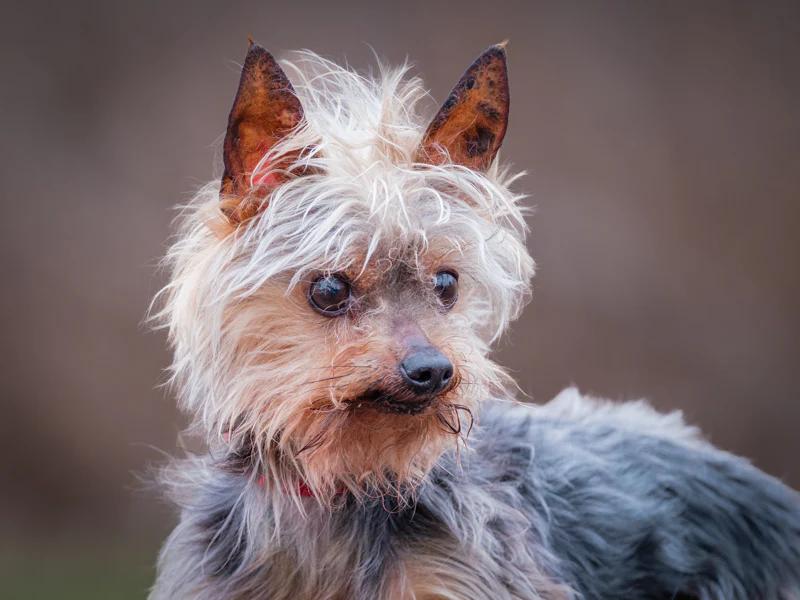 Enlarge Gizmo, a ADOPTABLE Yorkshire Terrier in Pointe-Fortune, QC image 3/3