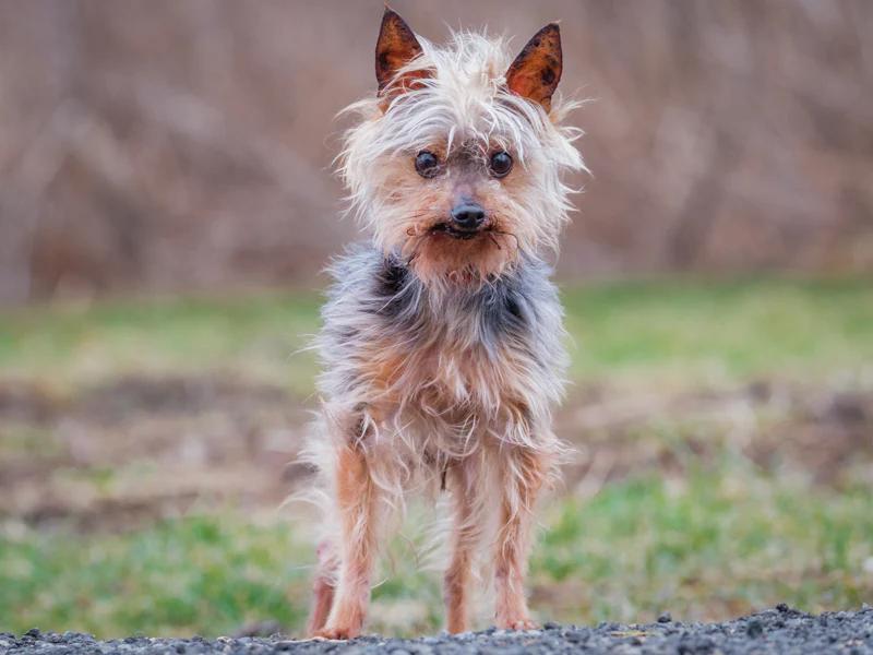 Gizmo, ADOPTABLE, Senior Male Yorkshire Terrier.