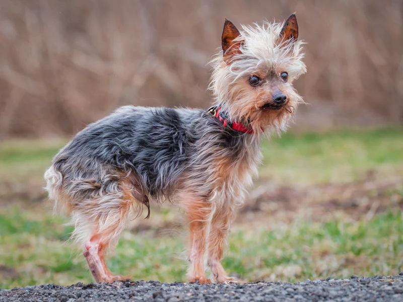 Enlarge Gizmo, a ADOPTABLE Yorkshire Terrier in Pointe-Fortune, QC image 2/3
