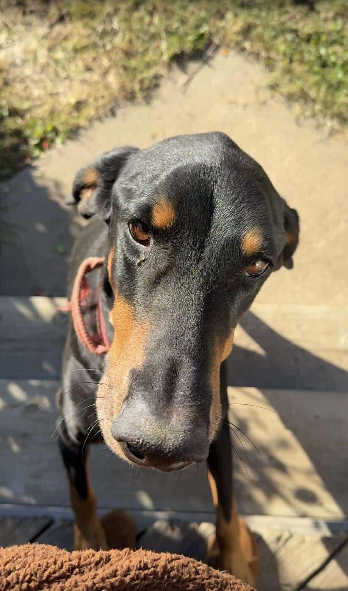 Zeus, a Adoptable Doberman Pinscher in Buffalo, MN image 1/3