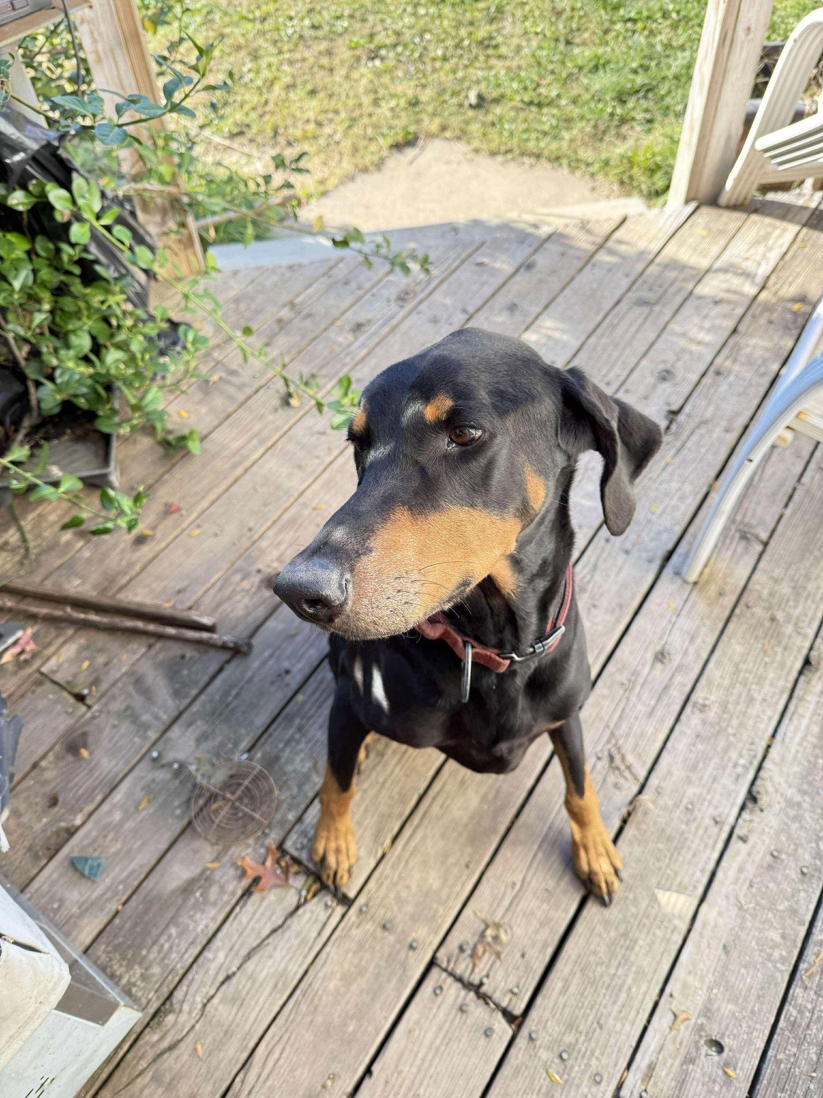 Zeus, a Adoptable Doberman Pinscher in Buffalo, MN image 2/3