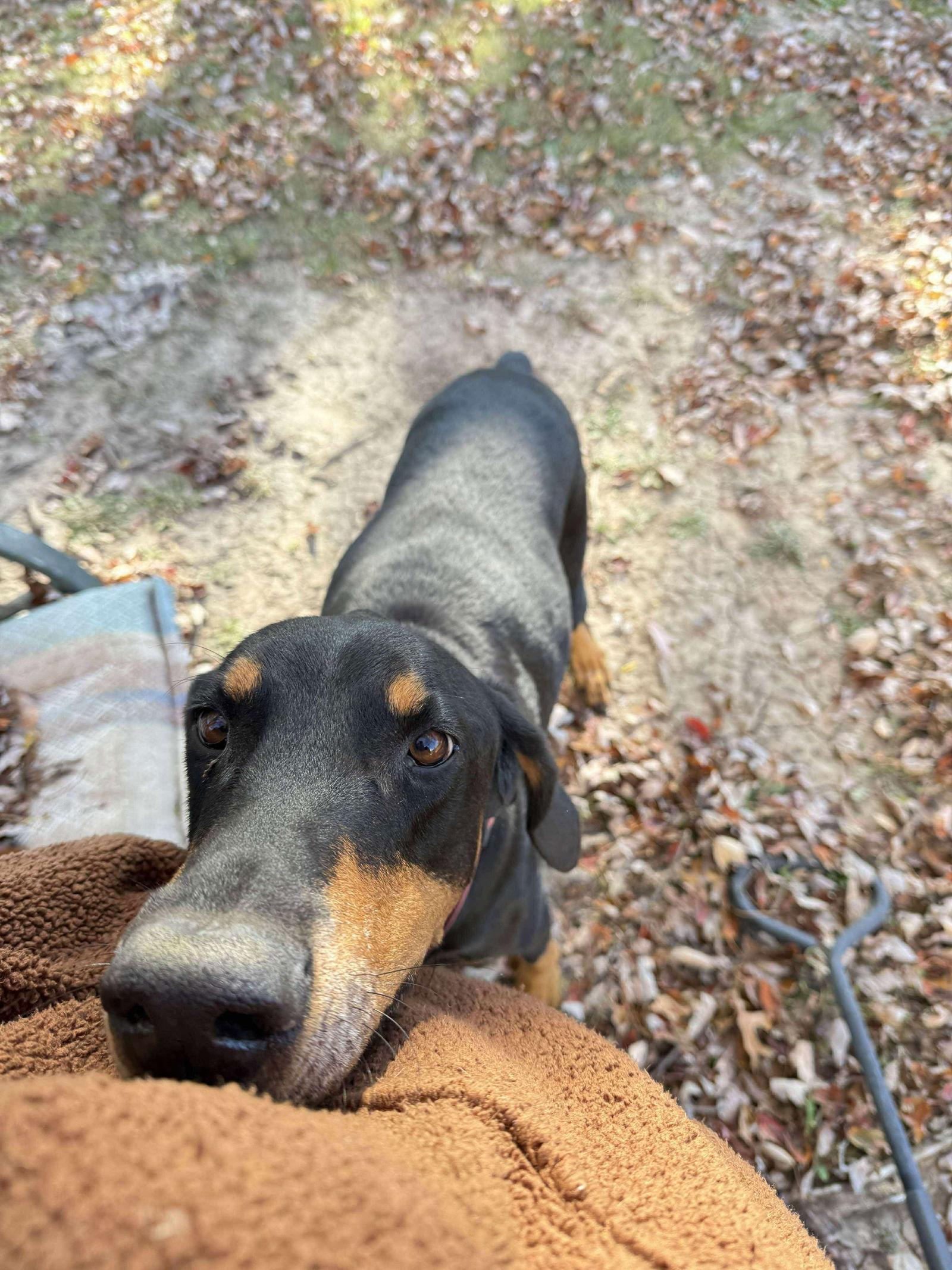 Zeus, a Adoptable Doberman Pinscher in Buffalo, MN image 3/3