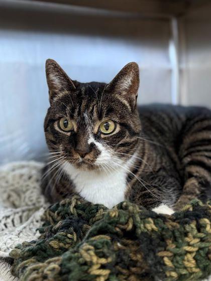 DaisyMae Bojangles, a Adoptable mixed breed in Winchester, VA image 1/2