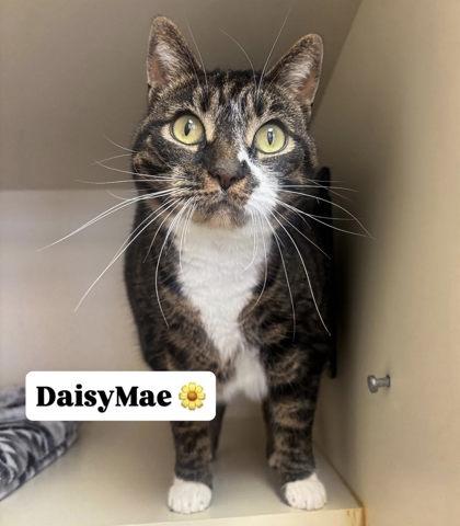 DaisyMae Bojangles, a Adoptable mixed breed in Winchester, VA image 2/2