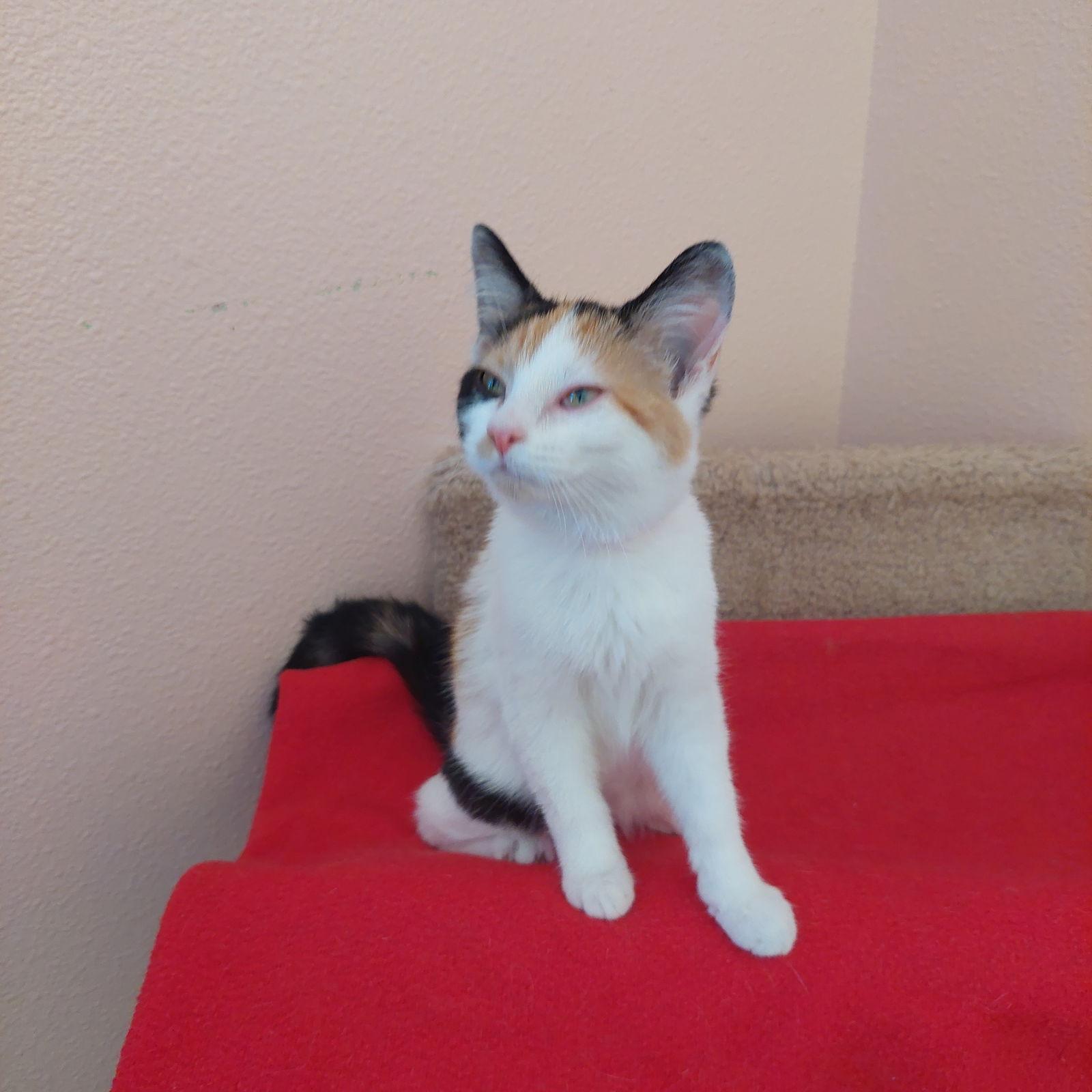 Juliette, Adopted, Kitten Female Calico & Domestic Short Hair.