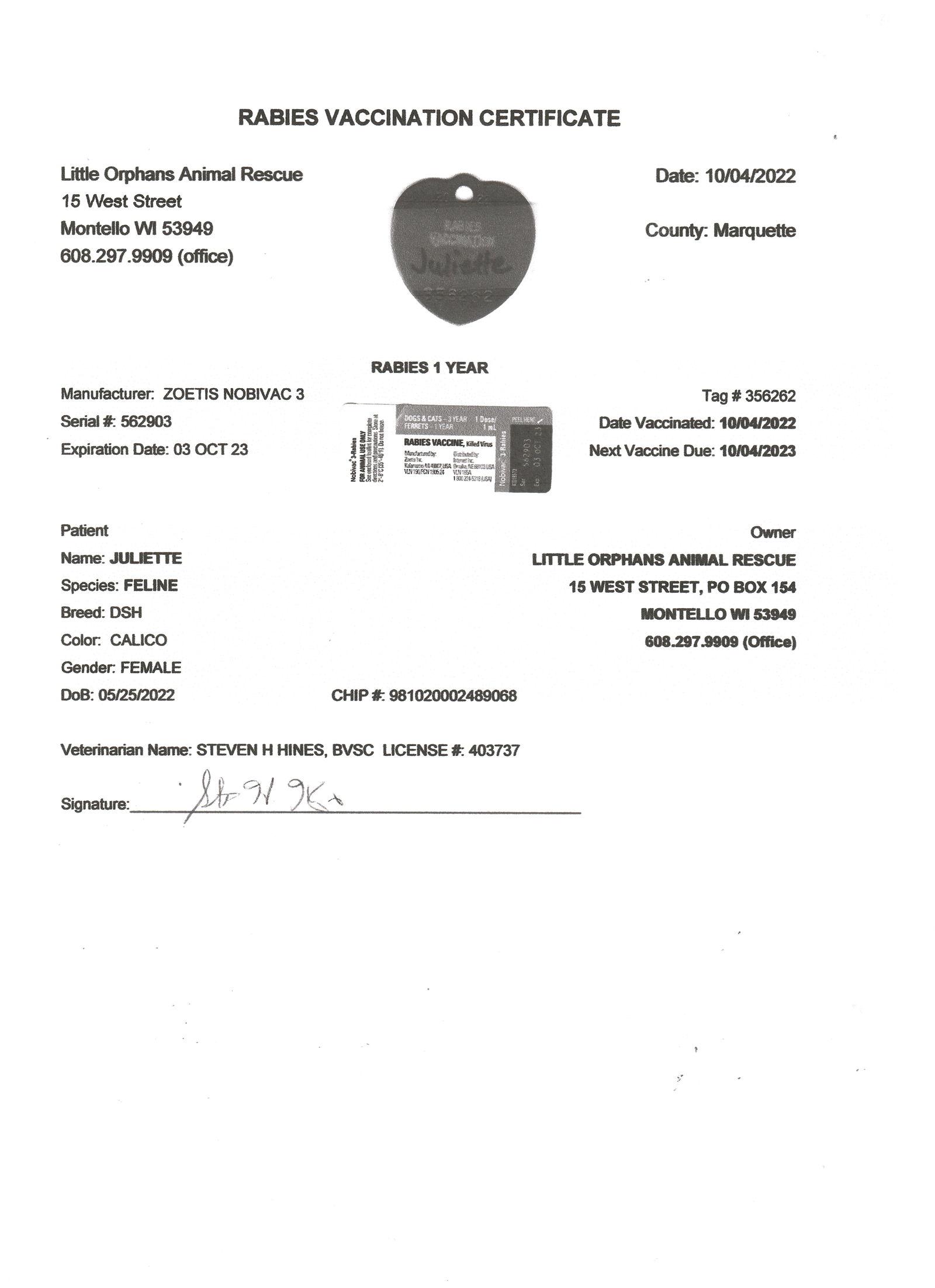 Juliette, a Adopted mixed breed in Montello, WI image 2/3