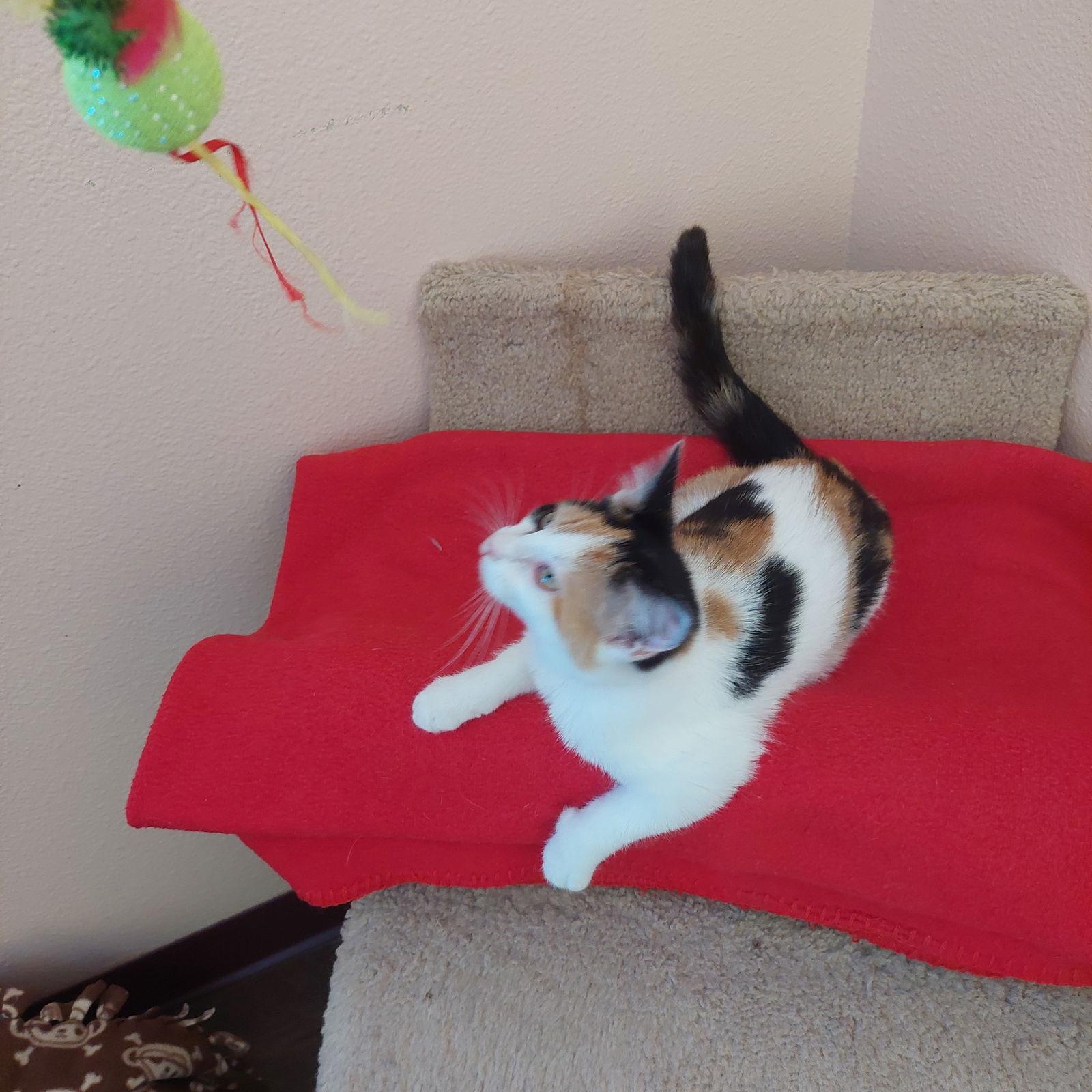 Juliette, a Adopted mixed breed in Montello, WI image 3/3