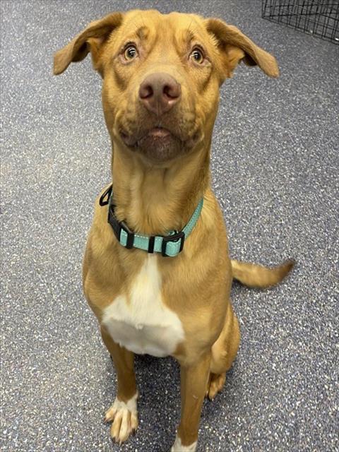 Enlarge COPPER, a Adoptable mixed breed in Anchorage, AK image 1/1