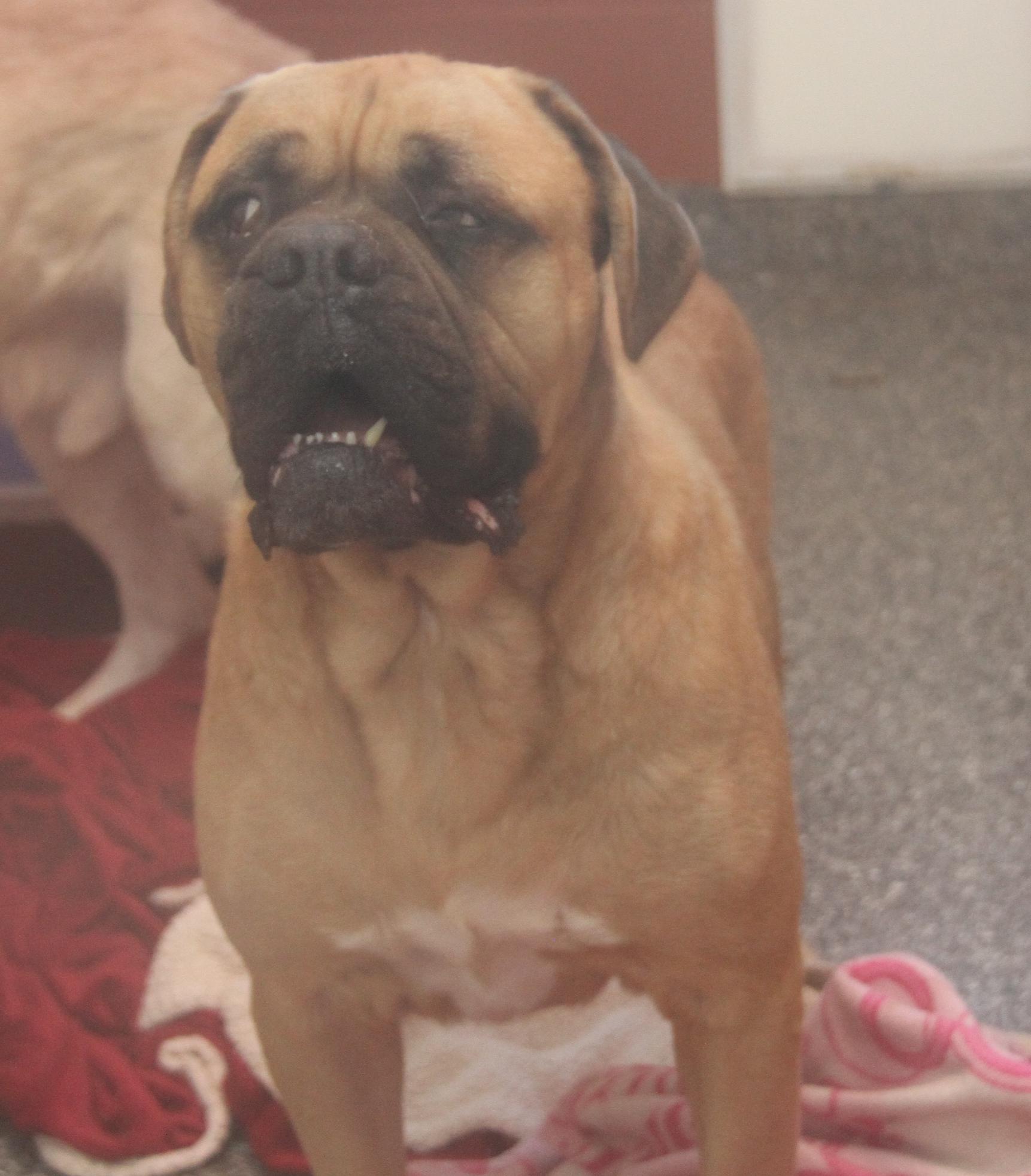 Moose (Neutered) (Bonded Pair w/Hazard), an adoptable Bullmastiff in Marietta, OH, 45750 | Photo Image 3