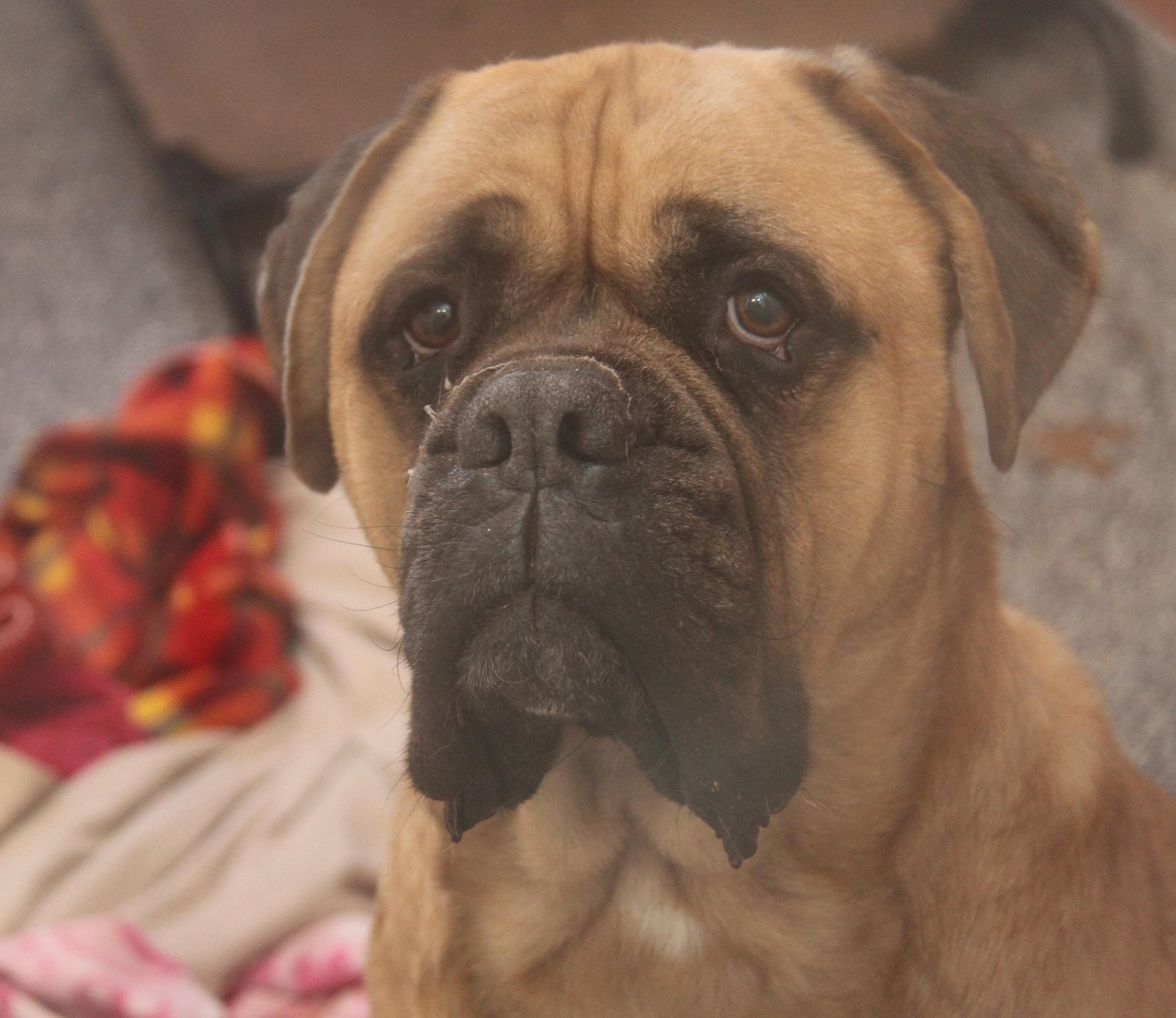 Moose (Neutered) (Bonded Pair w/Hazard), an adoptable Bullmastiff in Marietta, OH, 45750 | Photo Image 4