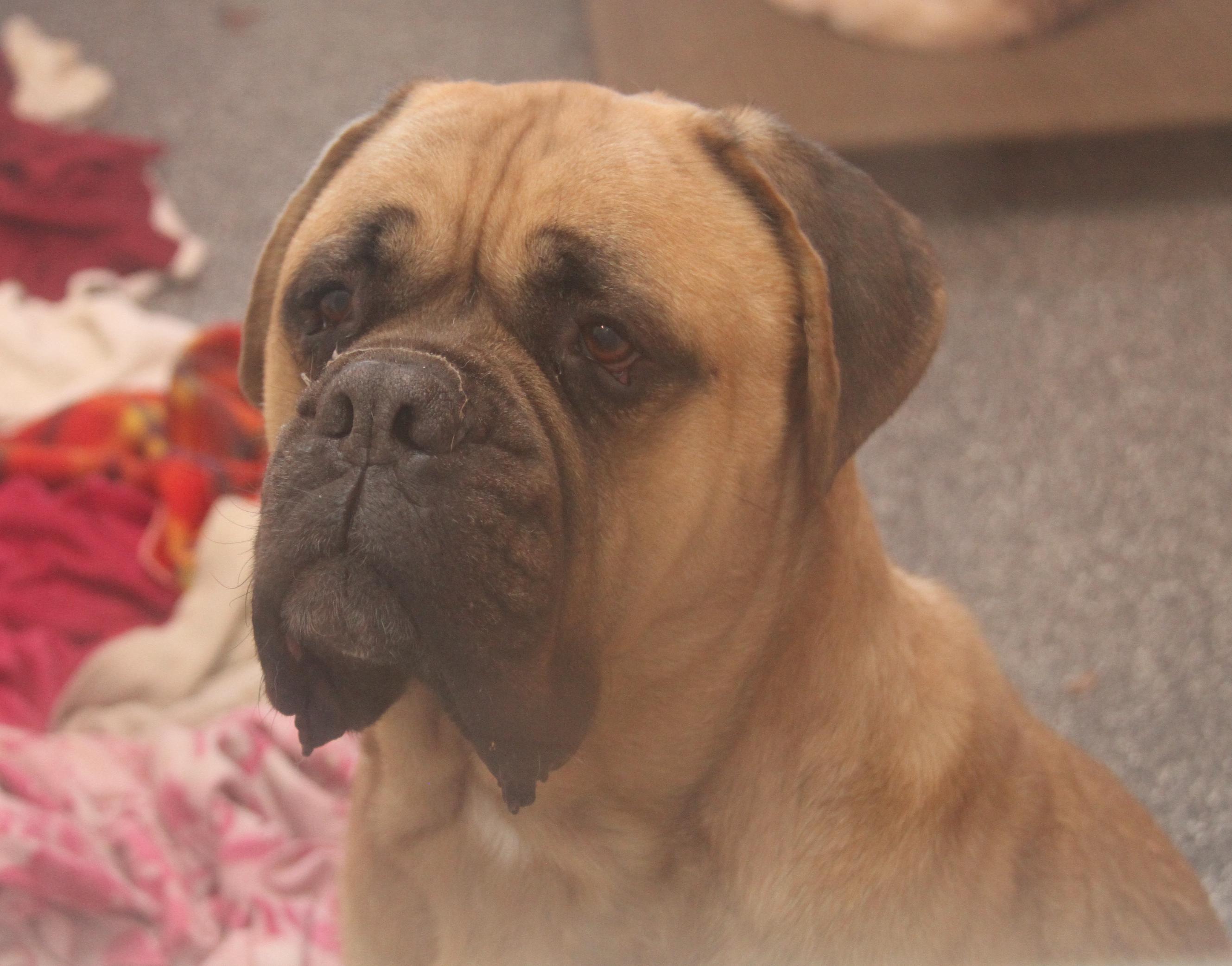 Moose (Neutered) (Bonded Pair w/Hazard), an adoptable Bullmastiff in Marietta, OH, 45750 | Photo Image 1
