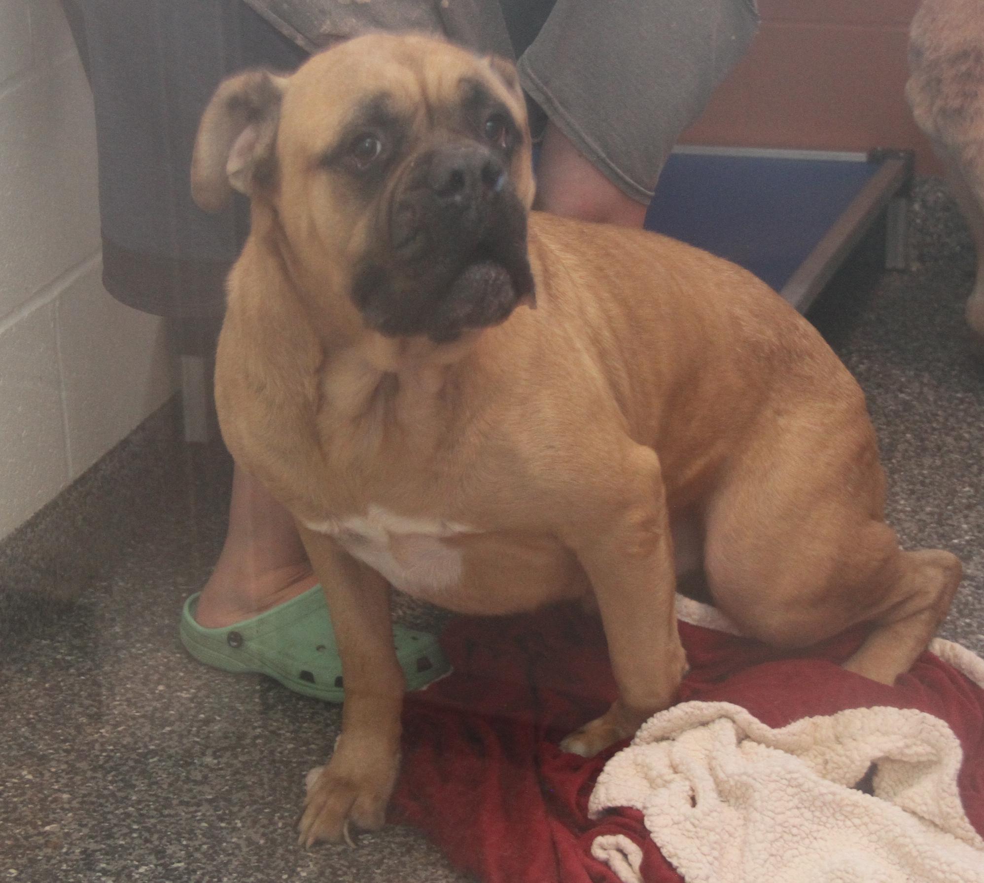 Moose (Neutered) (Bonded Pair w/Hazard), an adoptable Bullmastiff in Marietta, OH, 45750 | Photo Image 2