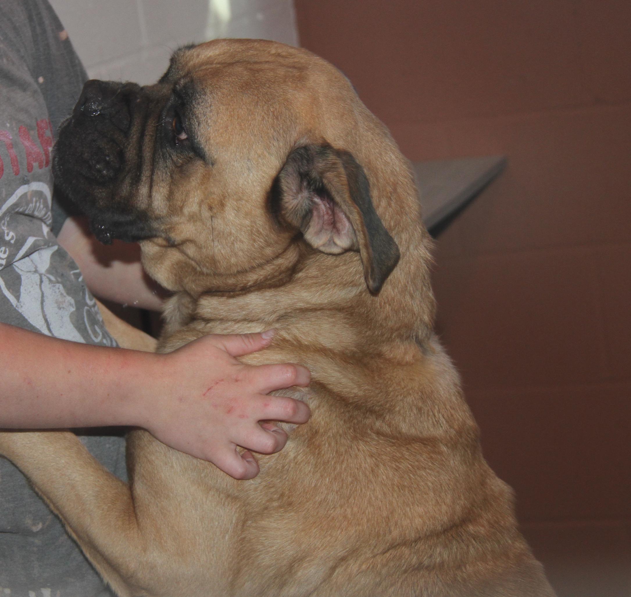 Moose (Neutered) (Bonded Pair w/Hazard), an adoptable Bullmastiff in Marietta, OH, 45750 | Photo Image 5