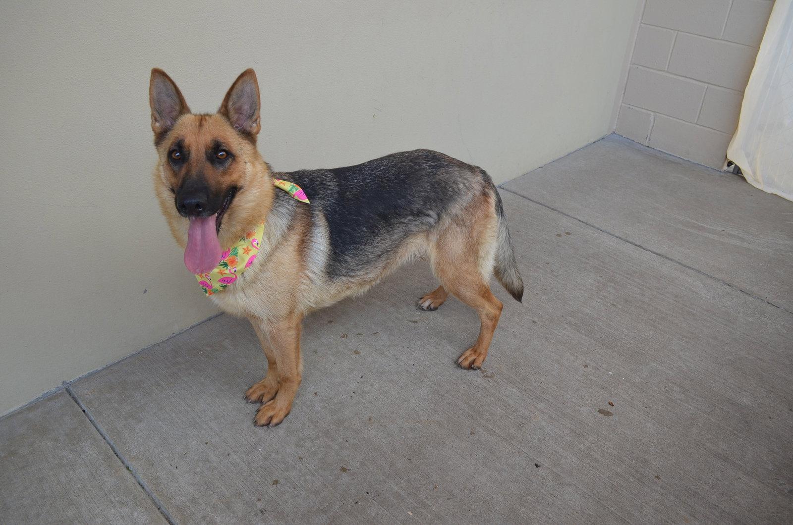 Canyon, Adoptable, Young Female German Shepherd Dog.