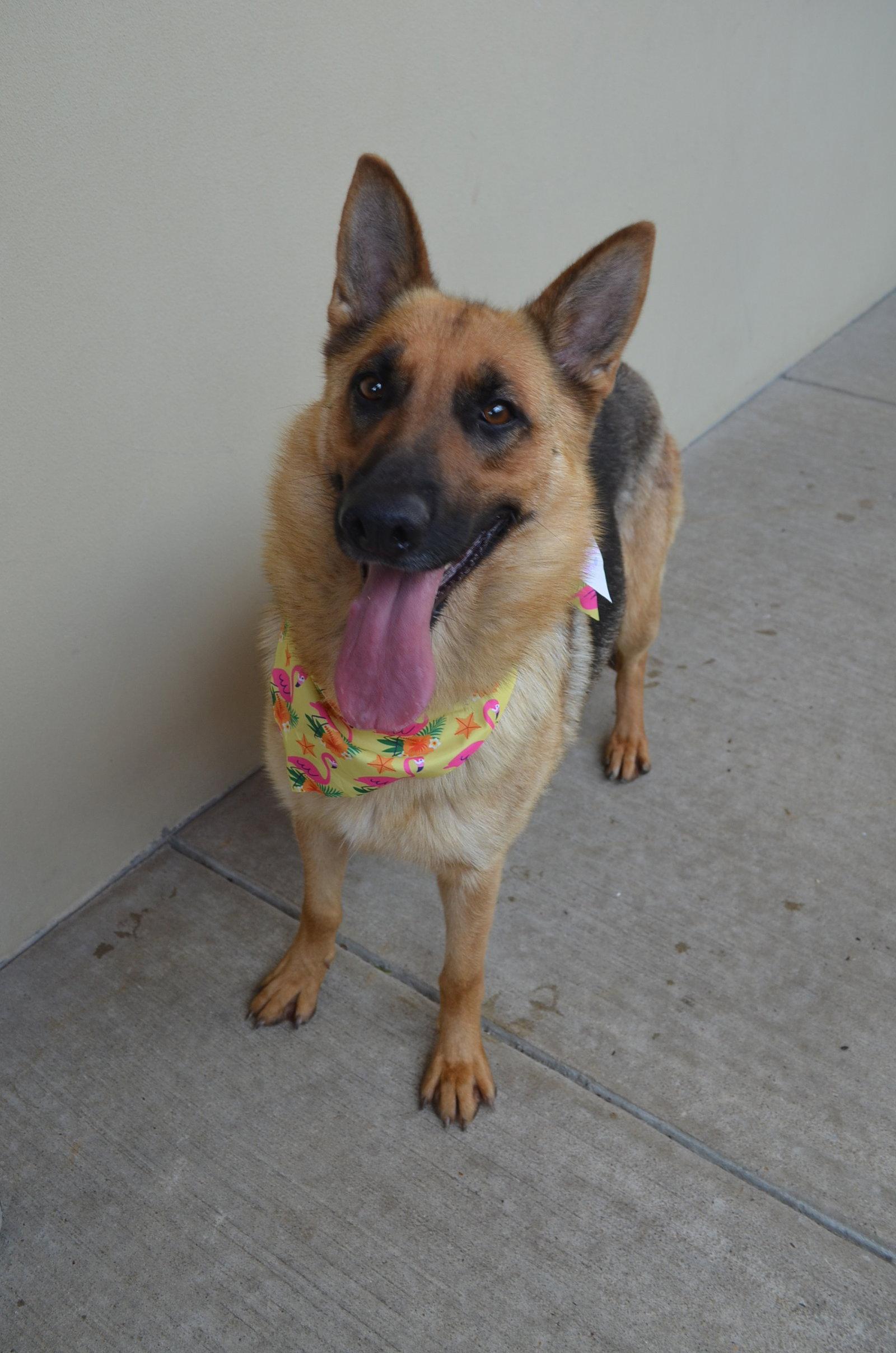 Canyon, a Adoptable German Shepherd Dog in McKinney, TX image 2/3
