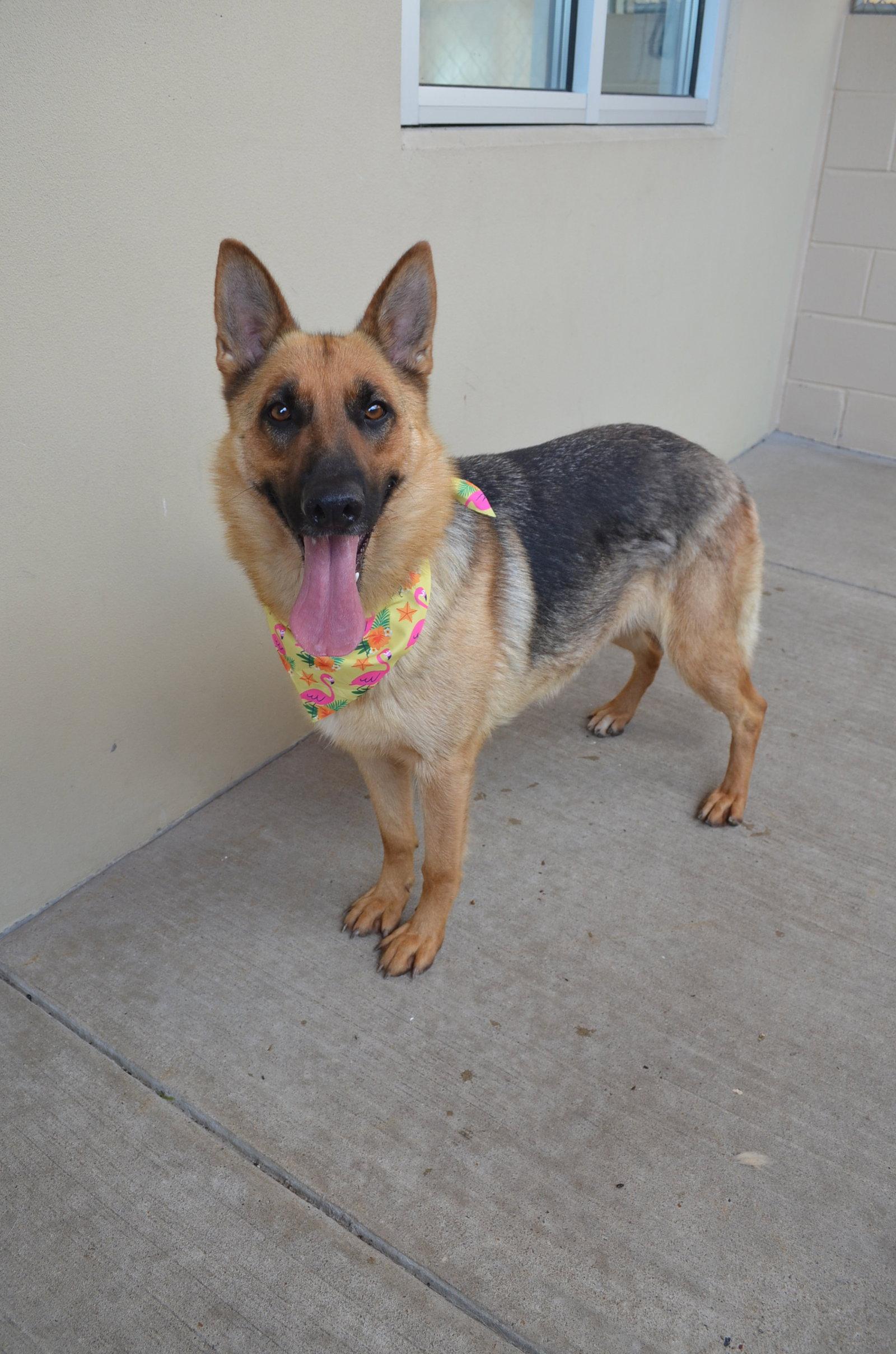 Canyon, a Adoptable German Shepherd Dog in McKinney, TX image 3/3