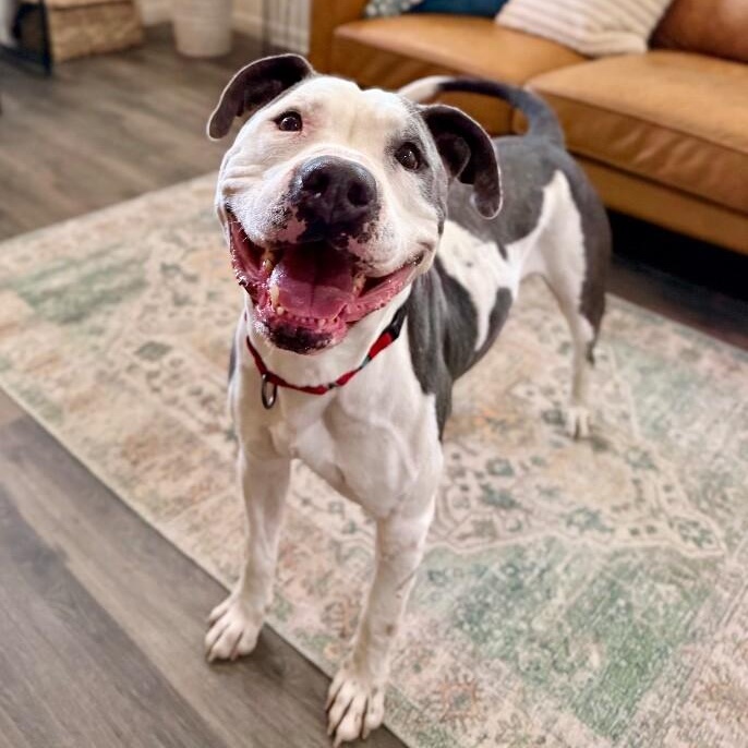 Georgie Smiles with the Best Smile Around Town — thumbnail 2