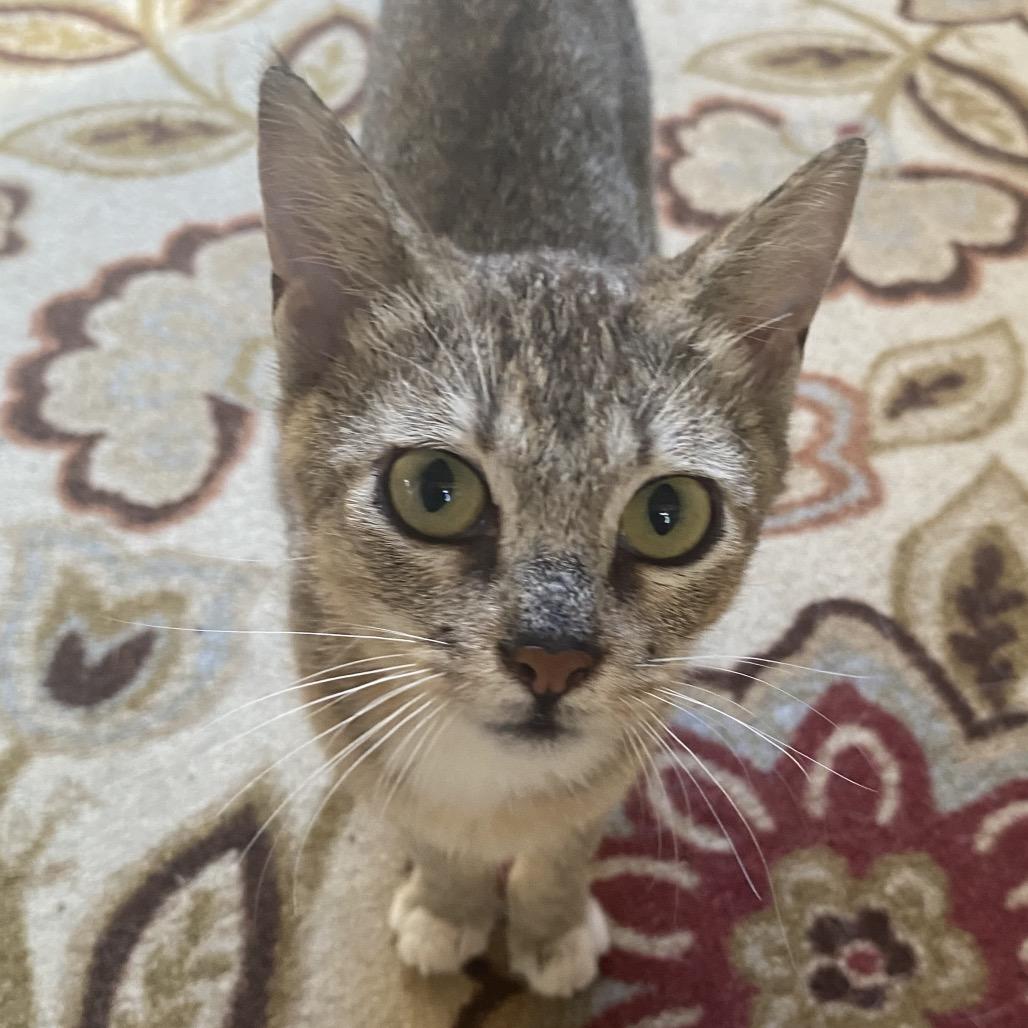 Splinter thumbnail 2