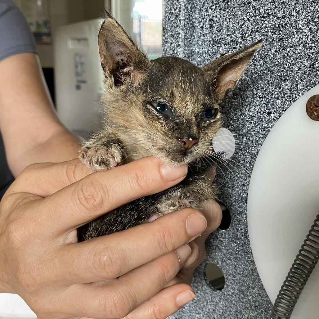 Splinter thumbnail 3