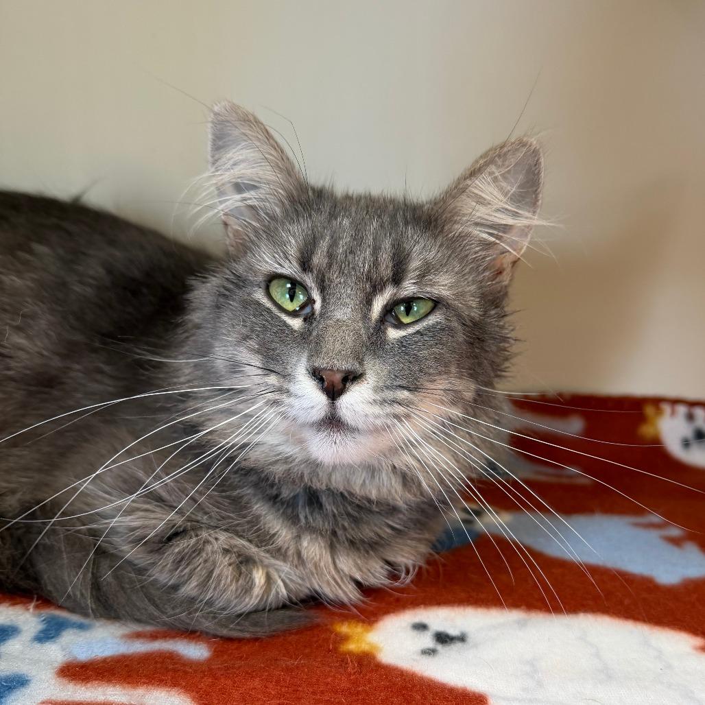 Almond, Adoptable, Young Female Domestic Short Hair.