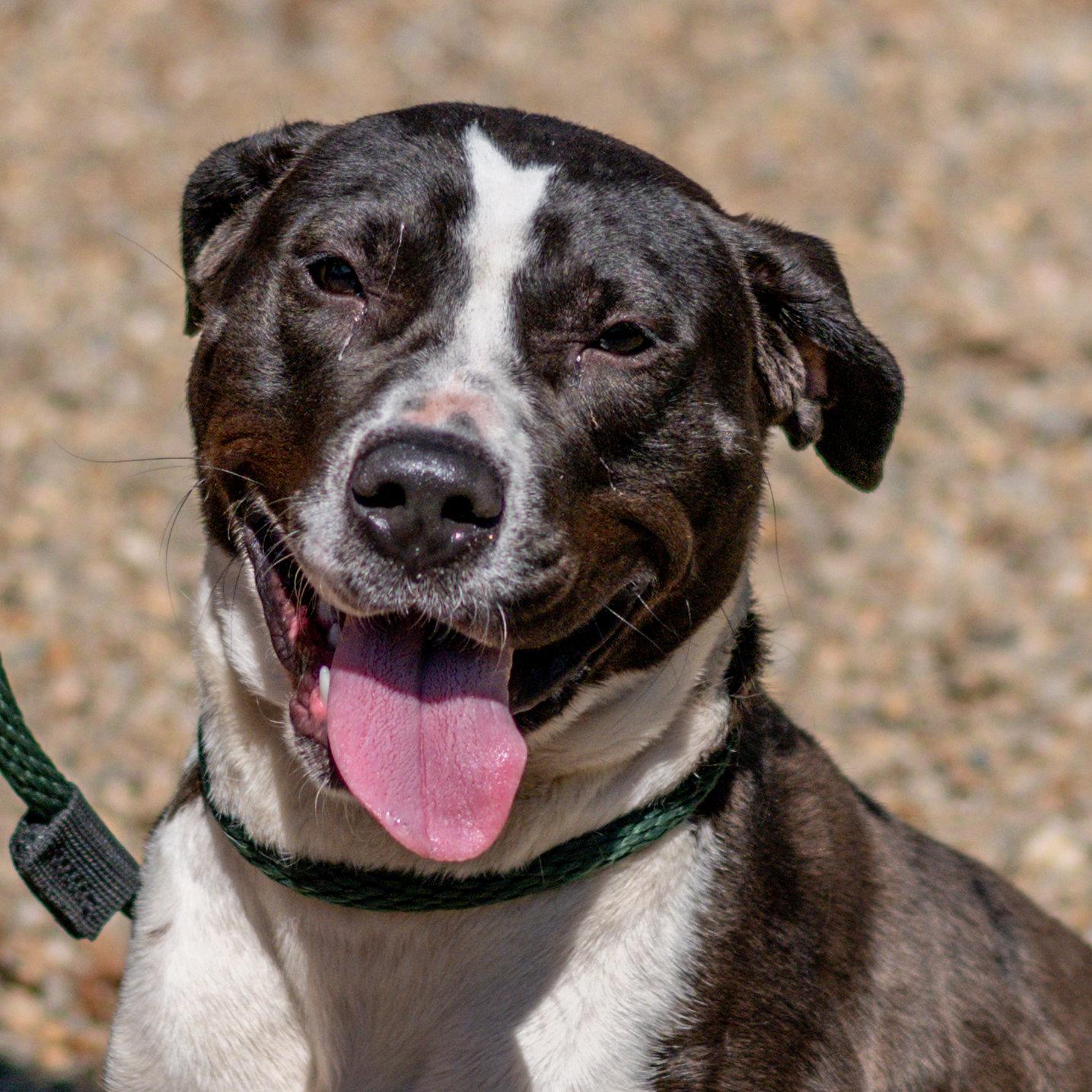 Juniper, Adoptable, Adult Female Terrier.