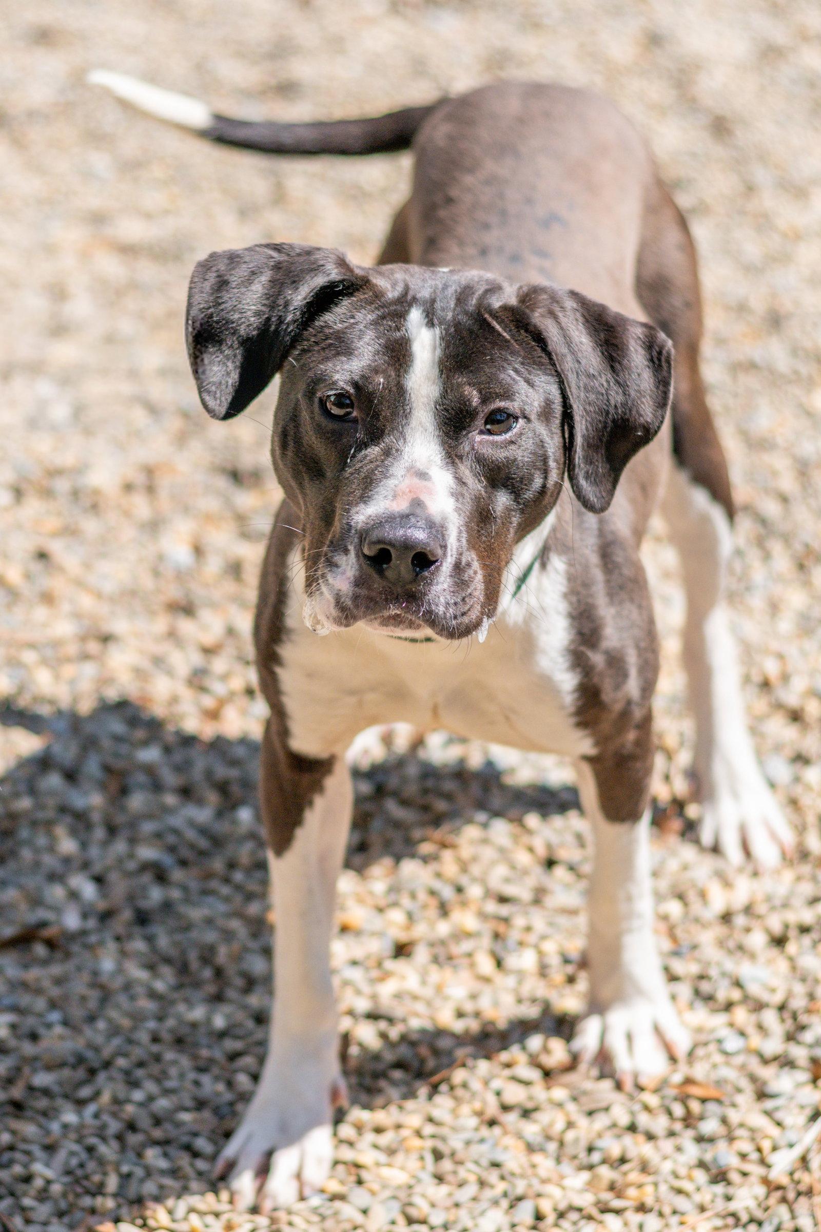Enlarge Juniper, a Adoptable Terrier in Hilton Head Island, SC image 2/3