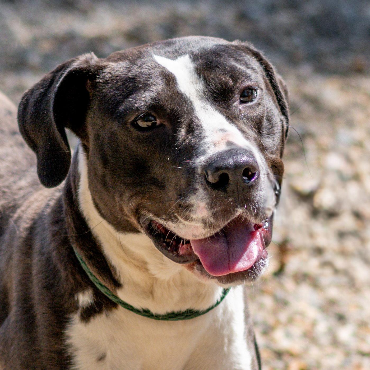 Enlarge Juniper, a Adoptable Terrier in Hilton Head Island, SC image 3/3
