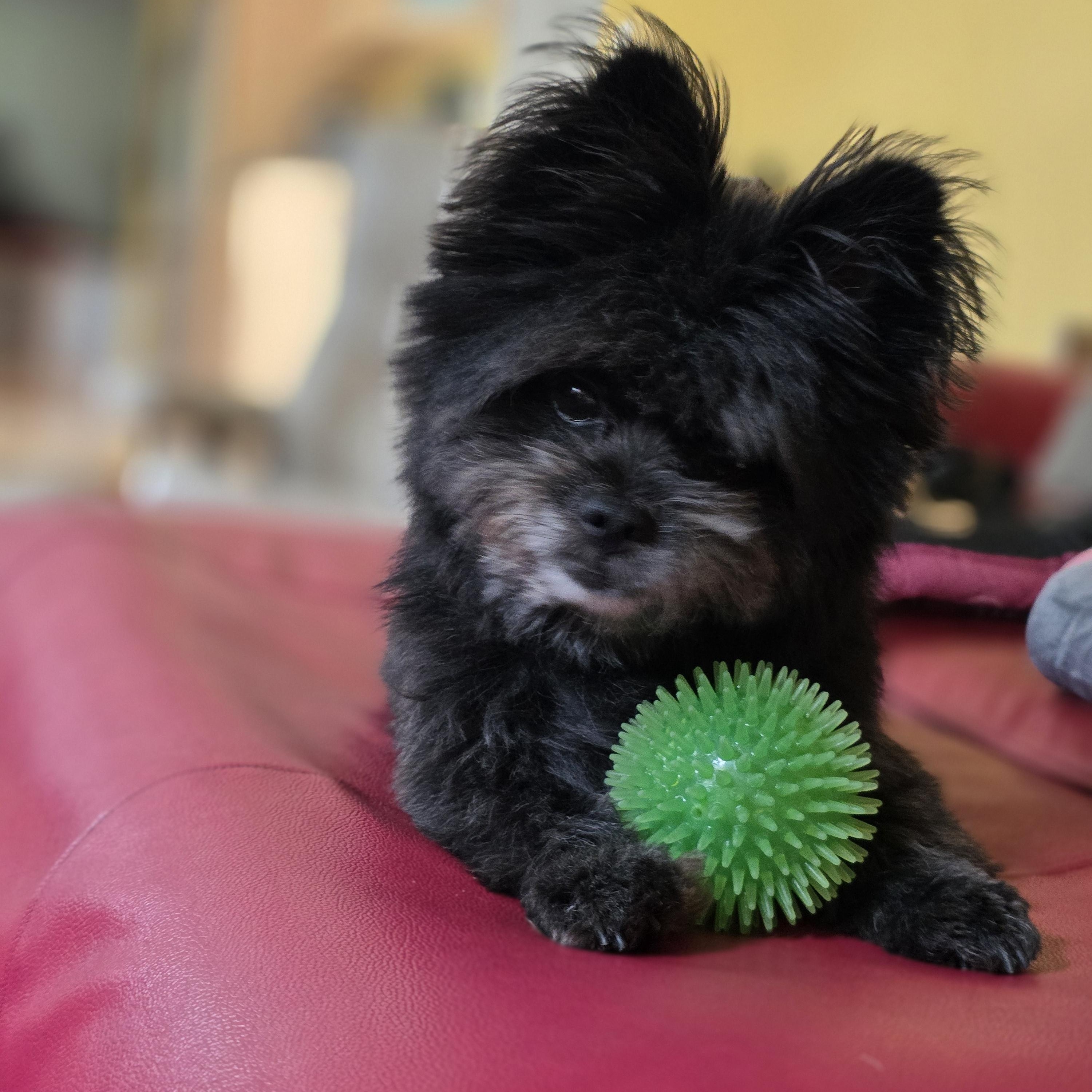 Taz, ADOPTABLE, Adult Male Pomeranian.