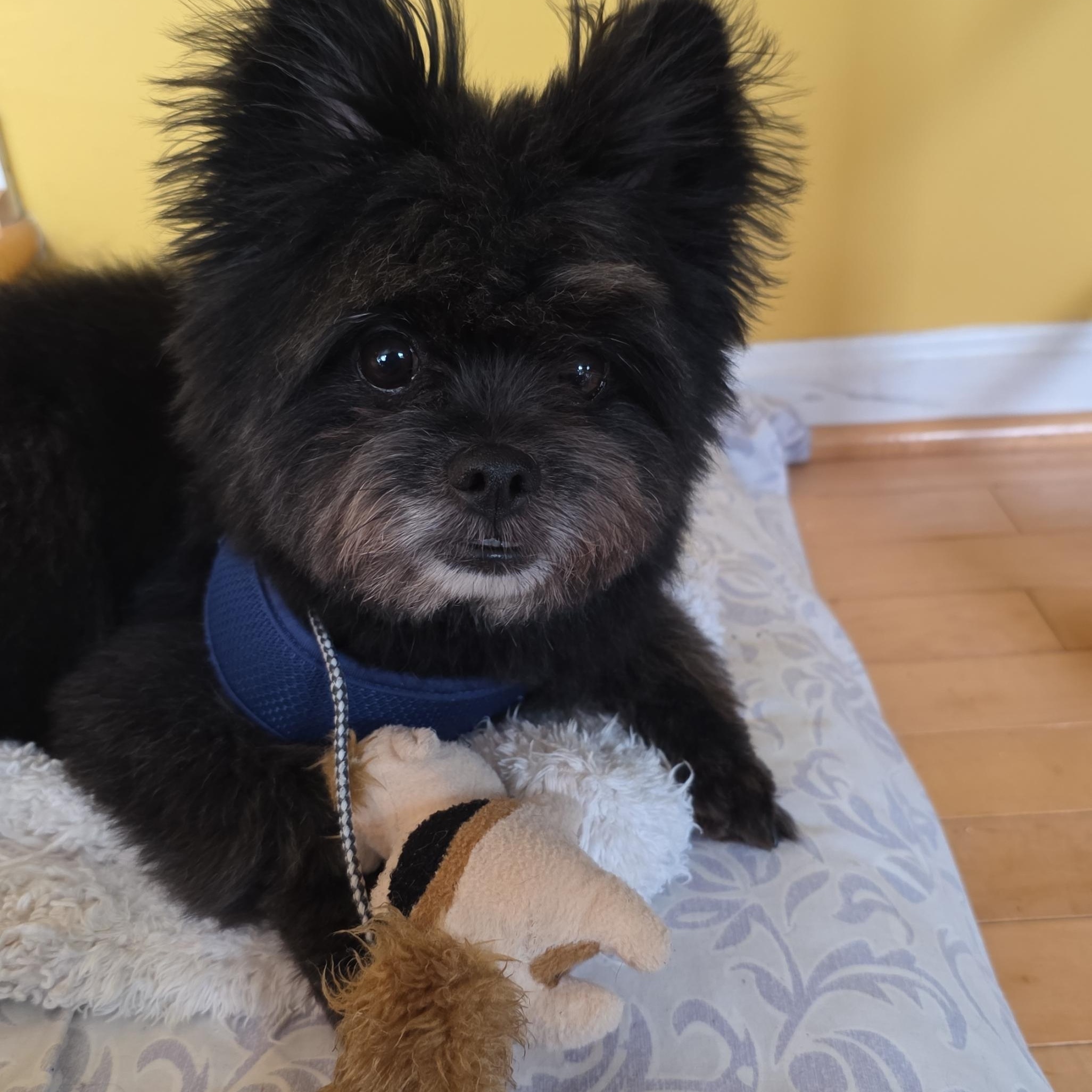 Taz, a ADOPTABLE mixed breed in Belington, WV image 2/3