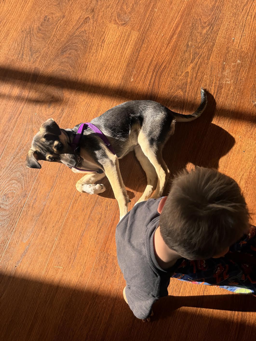 Enlarge Bambii, an adopted mixed breed in Grass Valley, CA image 4/4