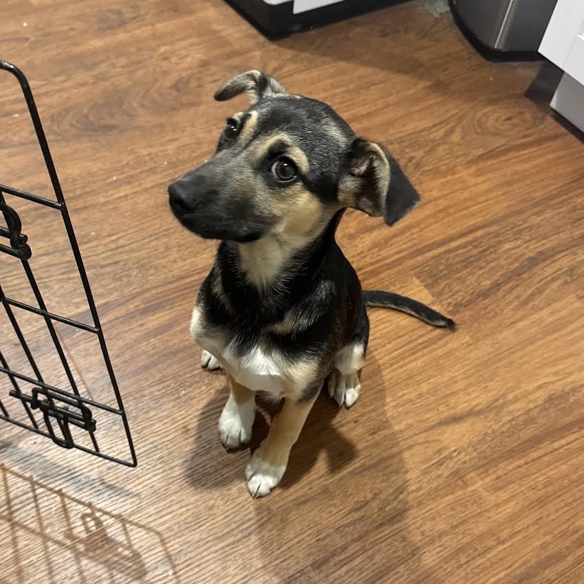 Enlarge Bambii, an adopted mixed breed in Grass Valley, CA image 2/4